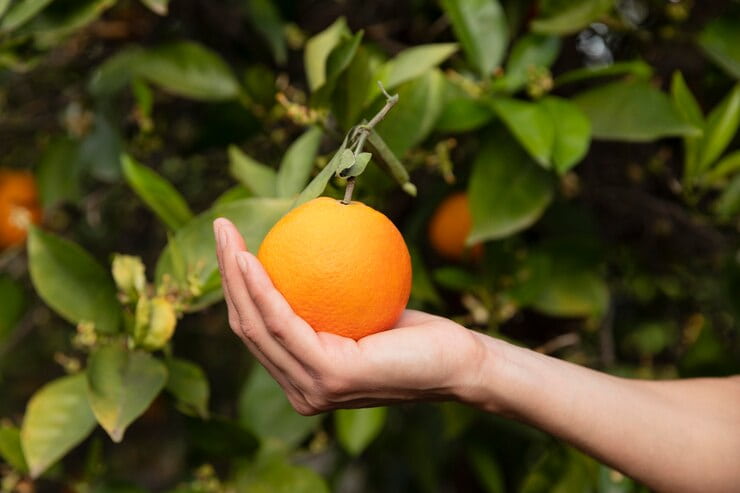 قیمت خرید نارنج پیوندی + فروش ویژه